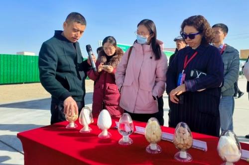 2025年尉犁罗布麻产业发展对接活动启幕