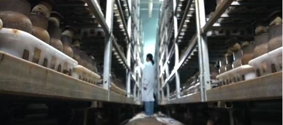 云南黑牛肝菌专利维权案终审胜诉